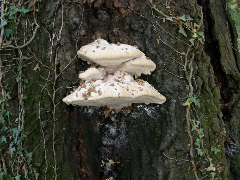 425 Agosto vecchio ritrovamento